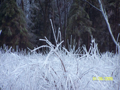 Close Up of Field of Ice