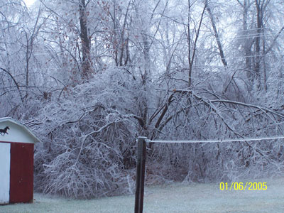 Neighbor's Yard