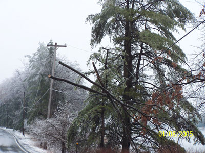 Julian Pike-Trees were cut and now in power lines